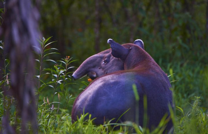 Entry is restricted – this is what makes Tapir Valley Nature Reserve special.